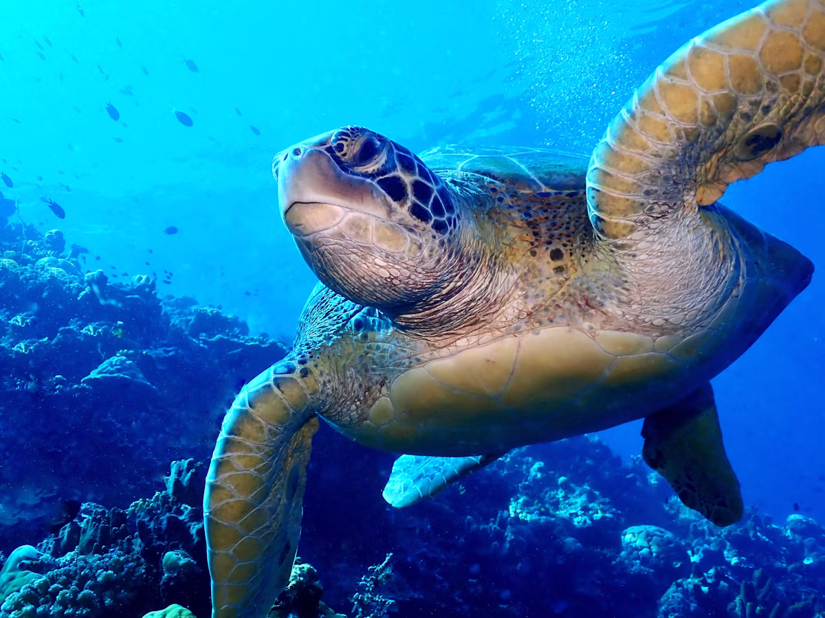 Bunaken Marine Park Vertical Wall Drift Dive & Turtle Safari