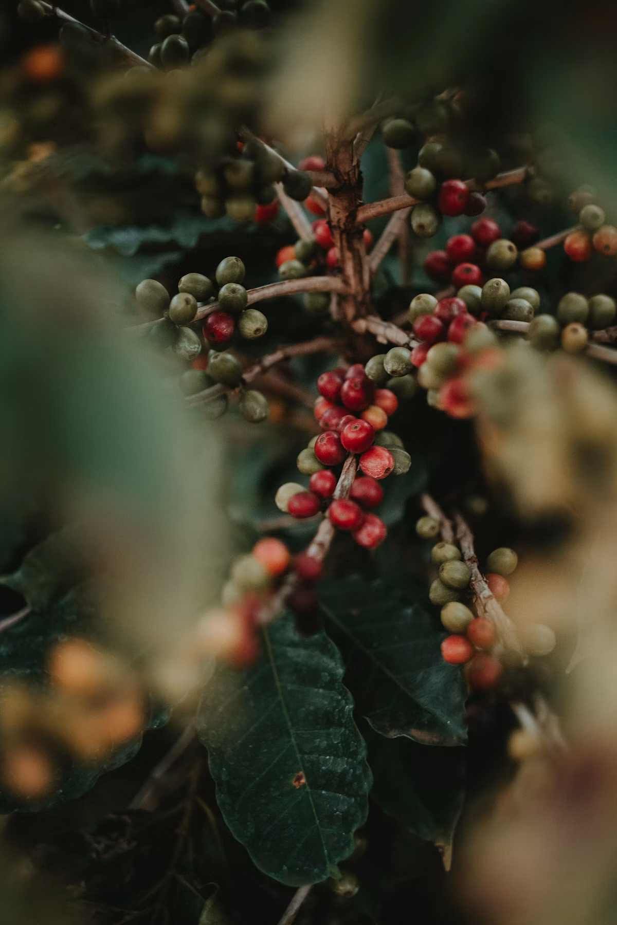 Canggu Artisan Cafe & Single-Origin Roastery Trail