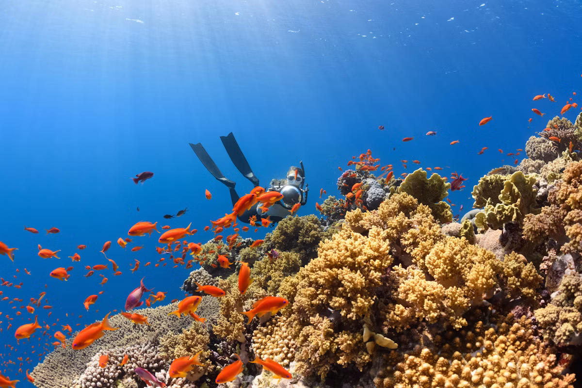 Gunung Api Lava Flow & Hatta Island Hammerhead Coral Reef Dive