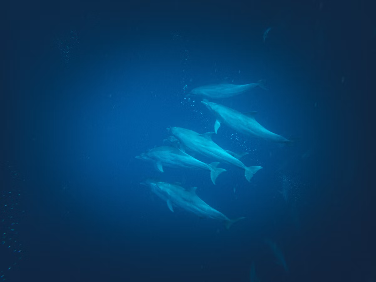Lovina Sunrise Spinner Dolphin Watching & Marine Park Snorkeling