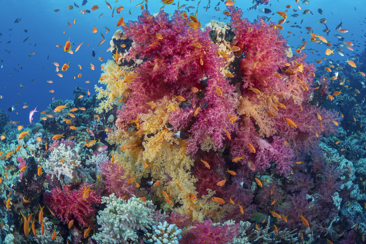 Pantar Strait Pristine Coral Wall & Muck Dive Experience