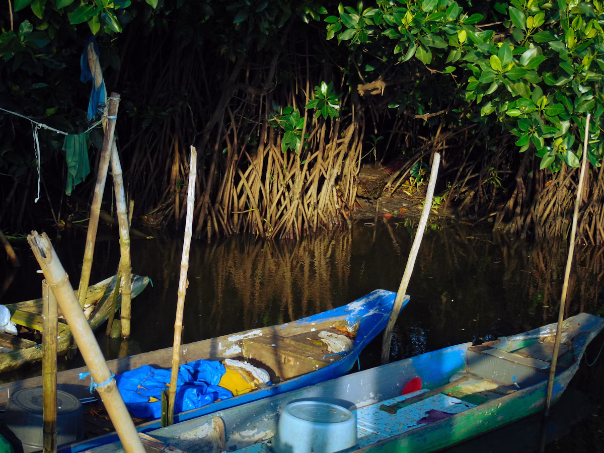 Sebung River Mangrove Eco-Safari & Firefly Night Cruise