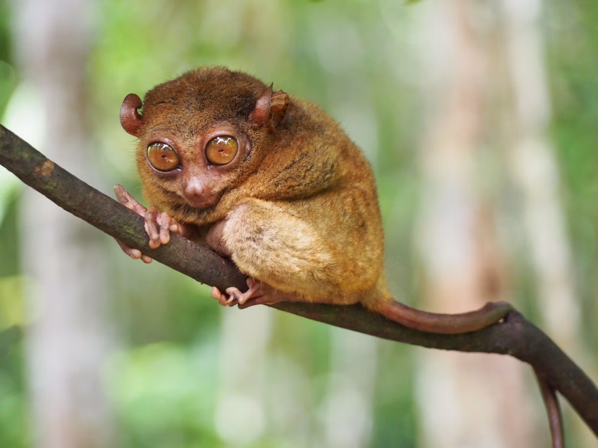 Tangkoko Rainforest Reserve Tarsier & Black Macaque Night Safari