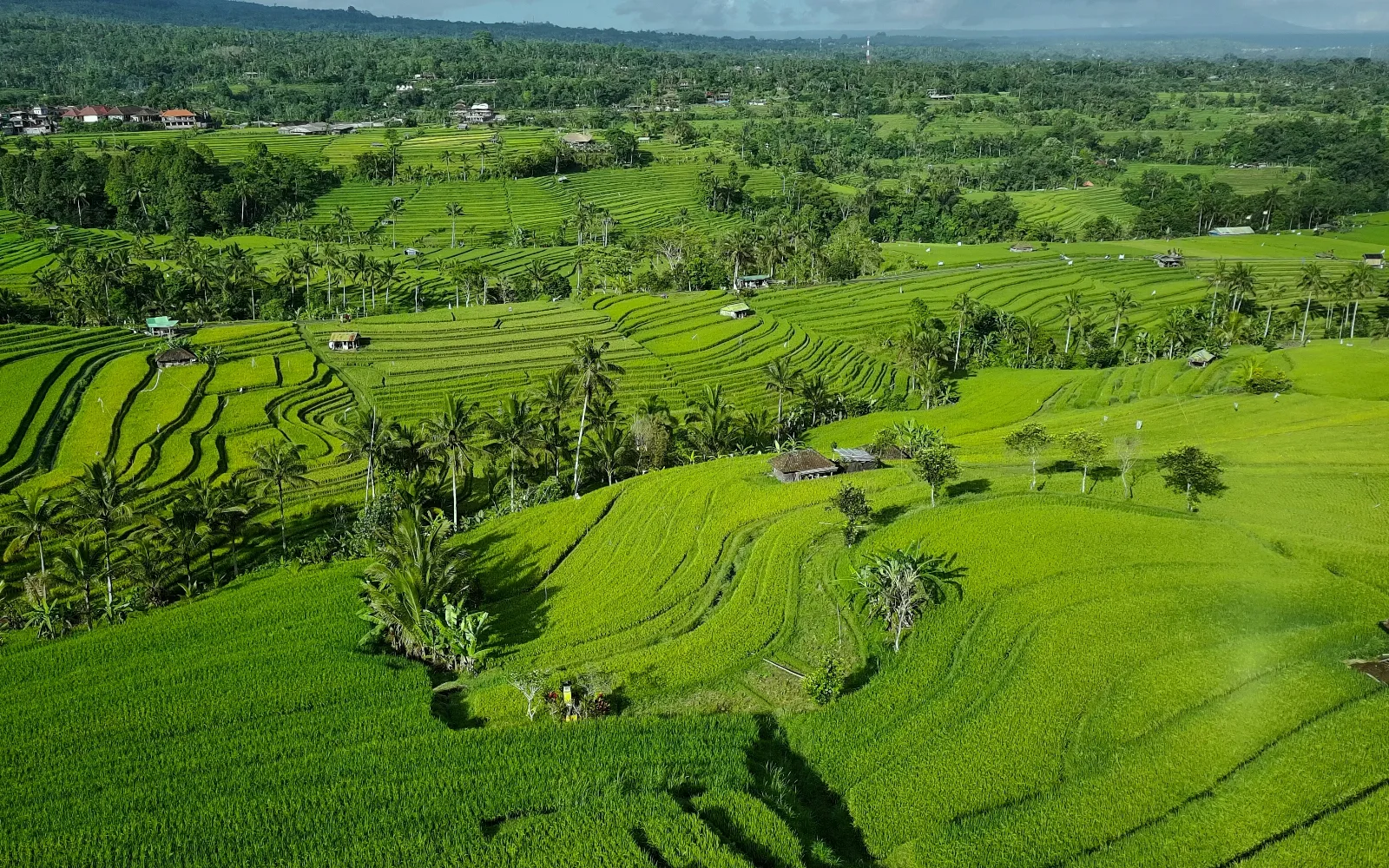Jatiluwih Rice Terraces (UNESCO)
