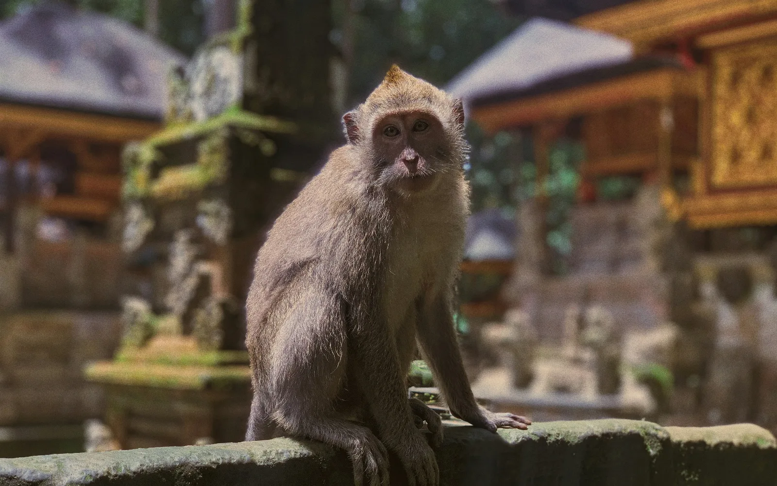 Sangeh Monkey Forest & Nutmeg Grove