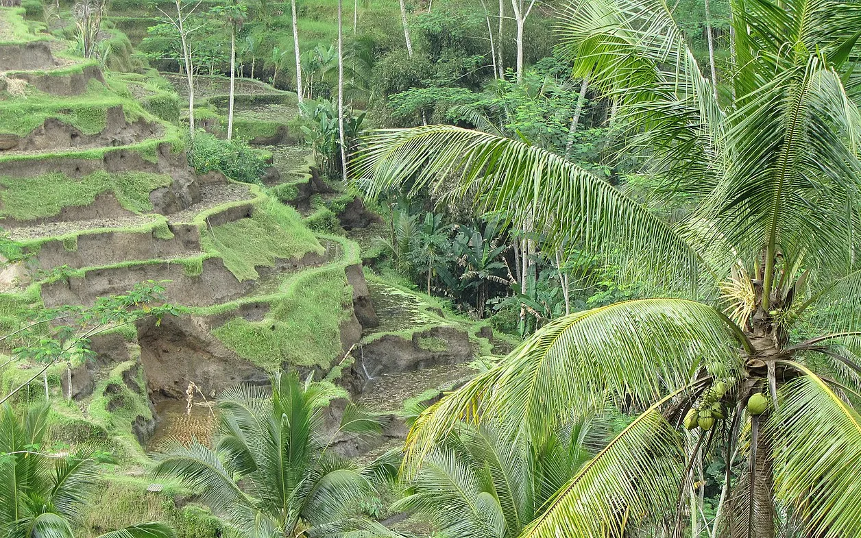 Tegalalang Rice Terraces