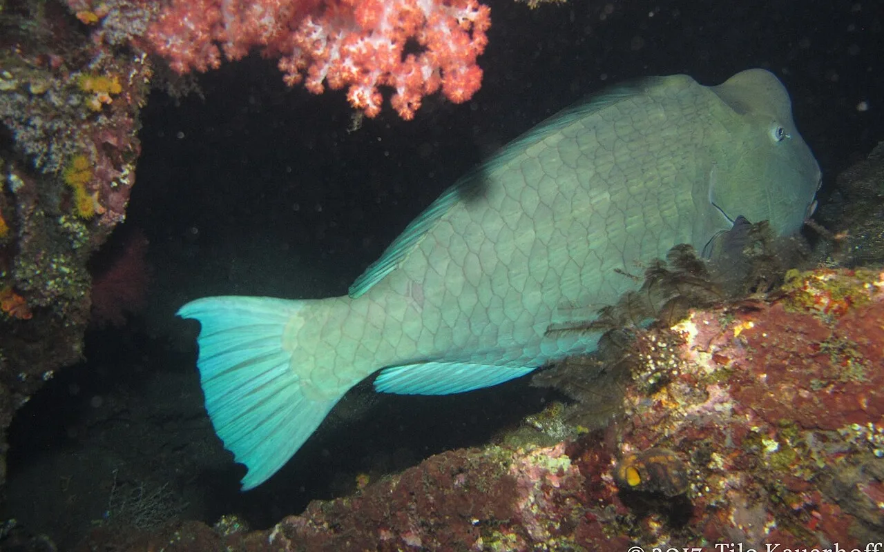 USAT Liberty Shipwreck & Coral Gardens