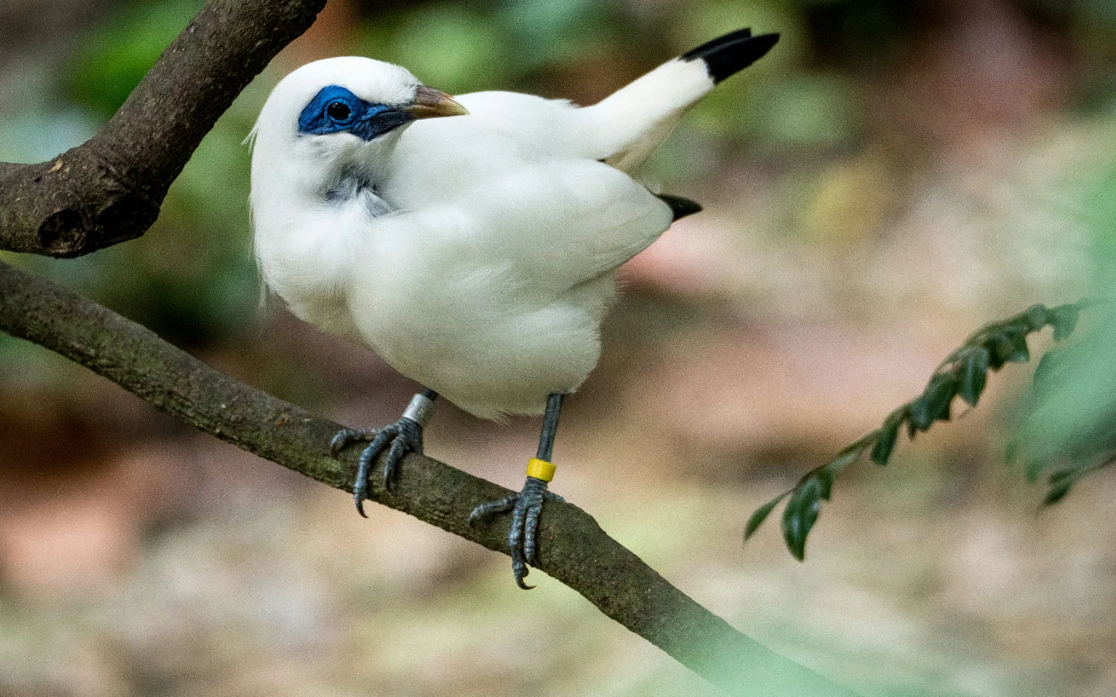 West Bali National Park (Taman Nasional Bali Barat)