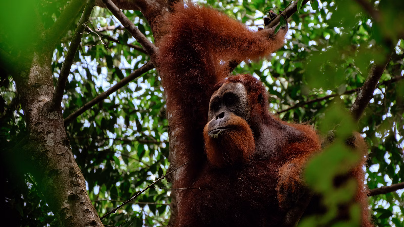 Bukit Lawang & Gunung Leuser