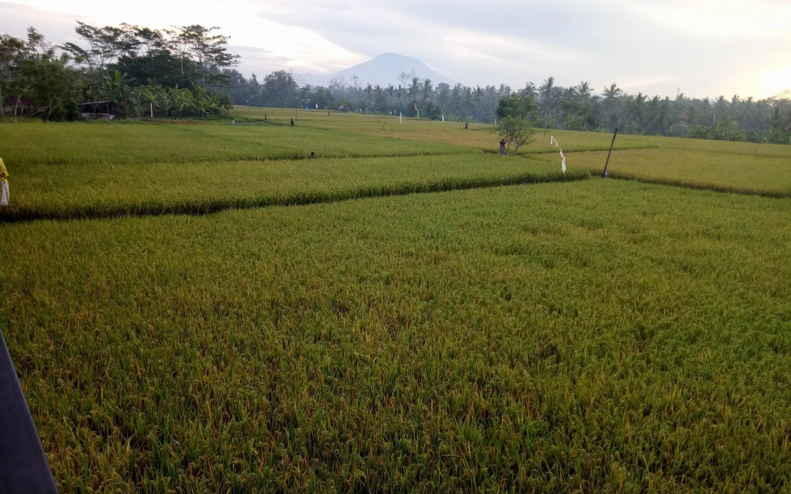 Putra Homestay