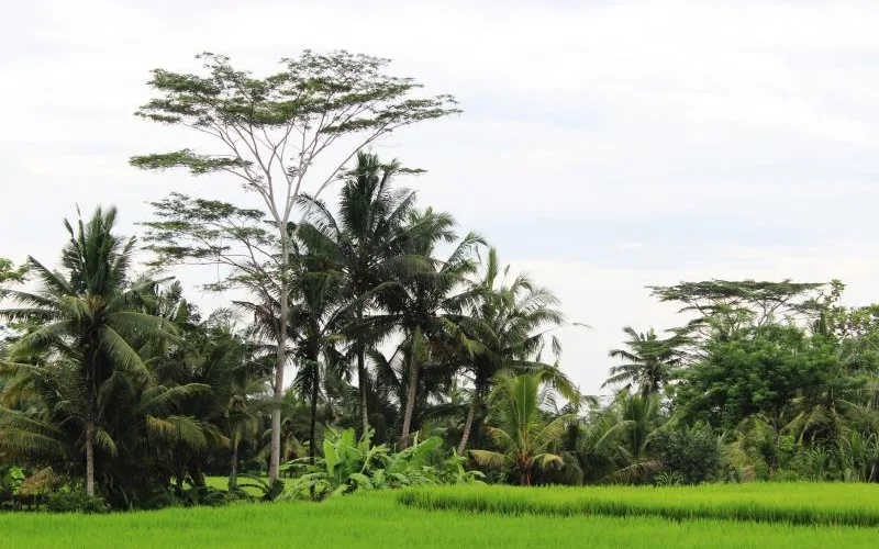 Santun Luxury Private Villa