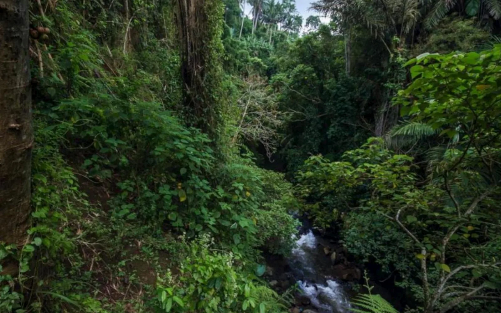 The Kayon Valley Resort