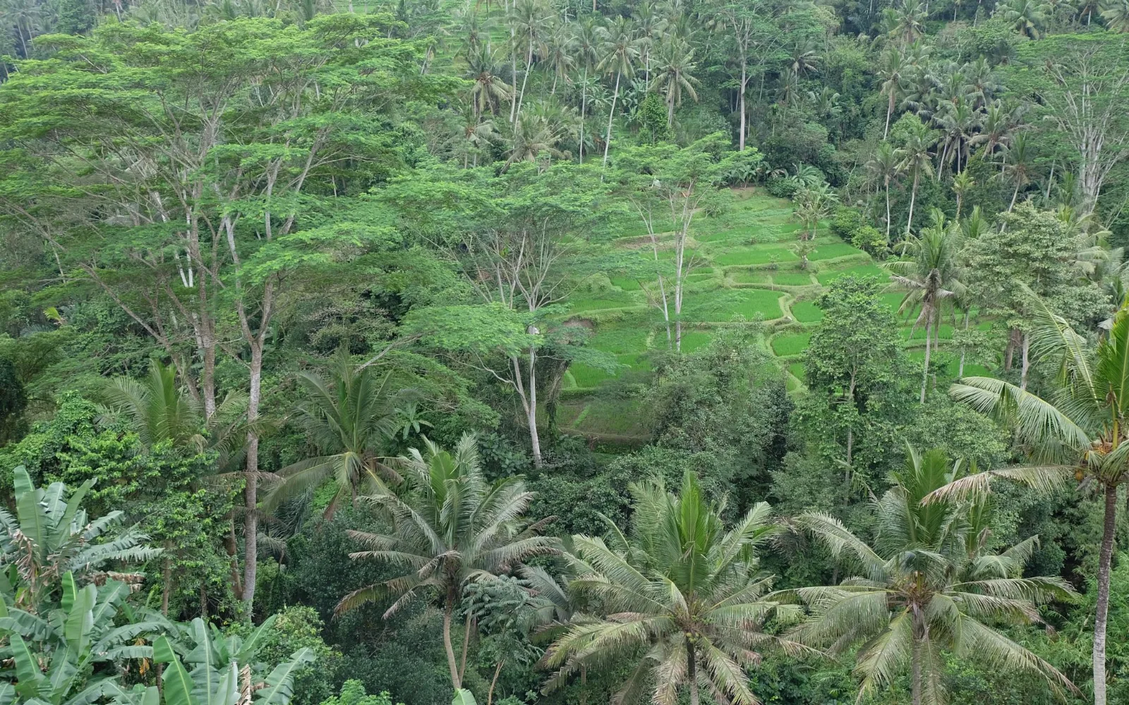 Tirta Asri Ubud Villa