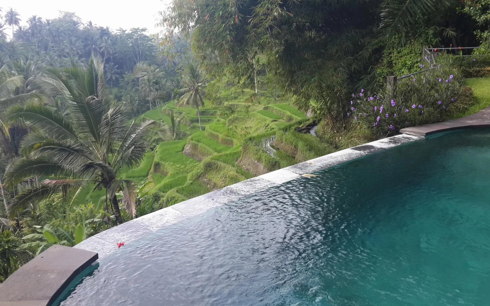 Wedang Villa