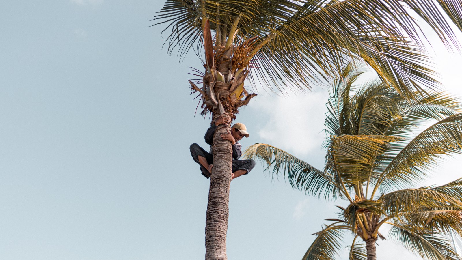 Bali Develops Pandan Wangi Coconut Production to Support Tourism and Local Agriculture