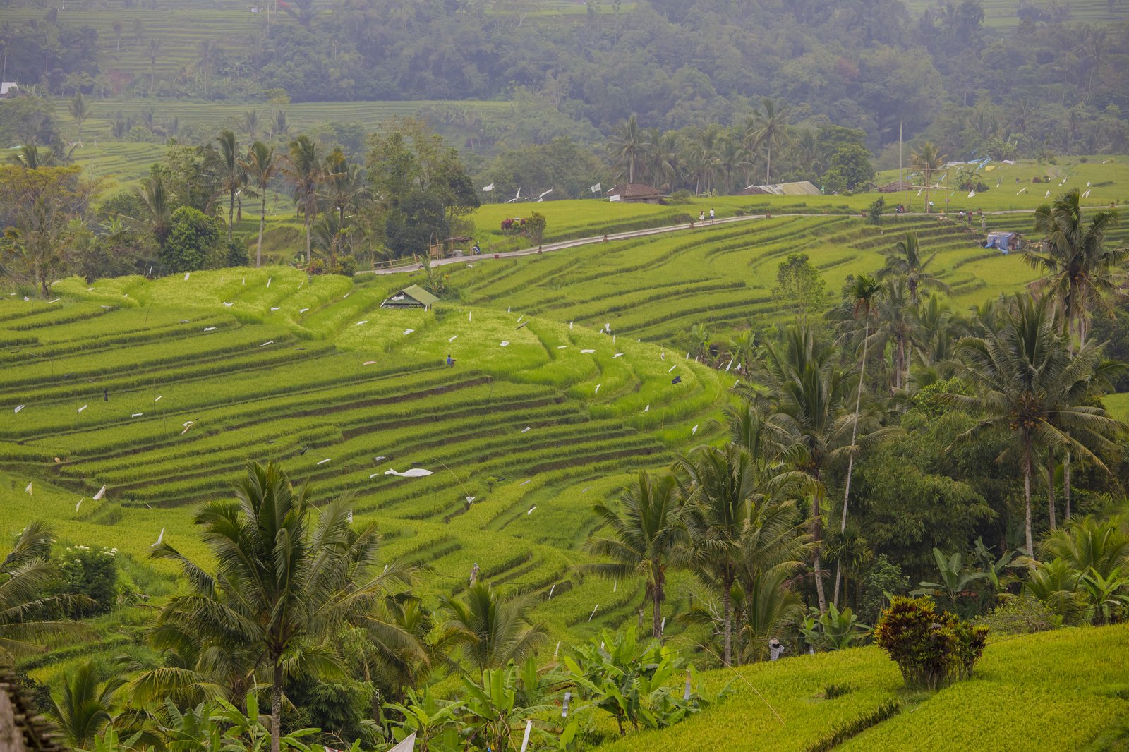 Jatiluwih Sees Seasonal Visitor Decline as Asian Markets Gain Ground