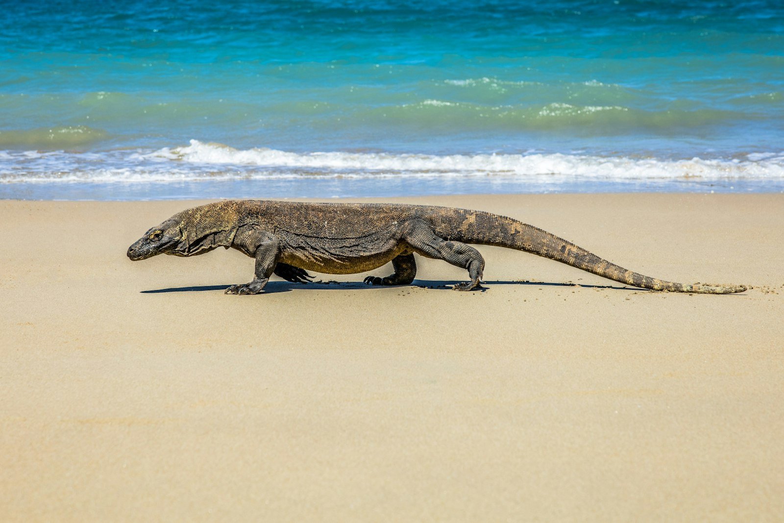 Komodo National Park Enforces 1,000-Visitor Daily Cap to Guard Fragile Terrestrial and Marine Ecosystems