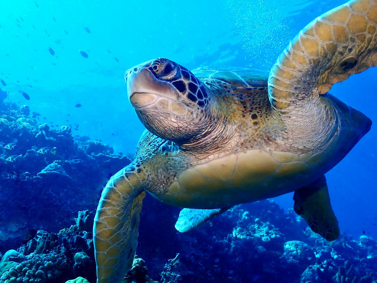 North Sulawesi's Marine Tourism Expands as Bunaken and Lembeh Draw Global Dive Enthusiasts
