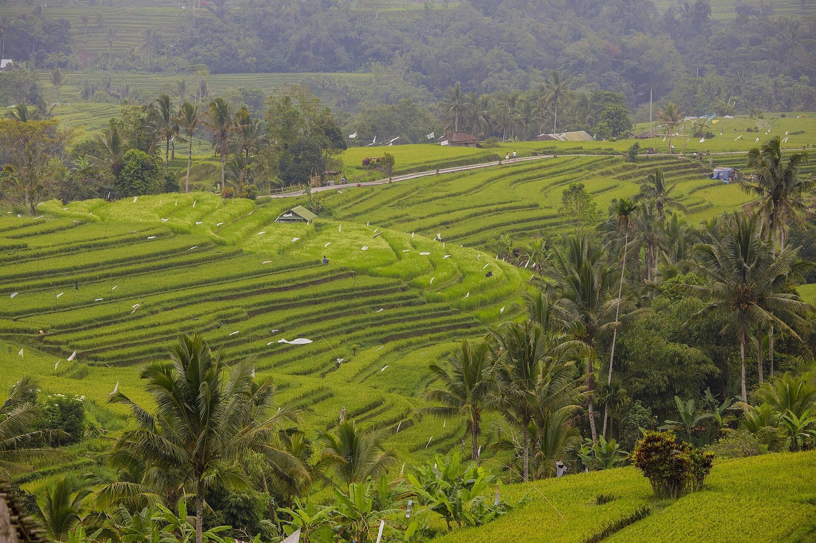 French Arrivals to Bali Surge Past 41,000 in August, Overtaking India as Top-Three Source Market