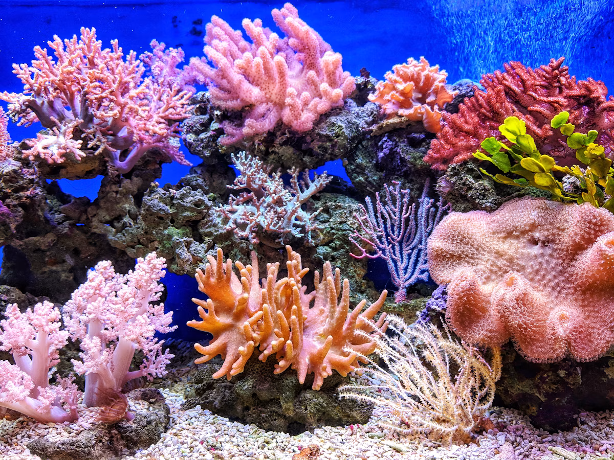 Life in Amed Ocean Bliss Spa