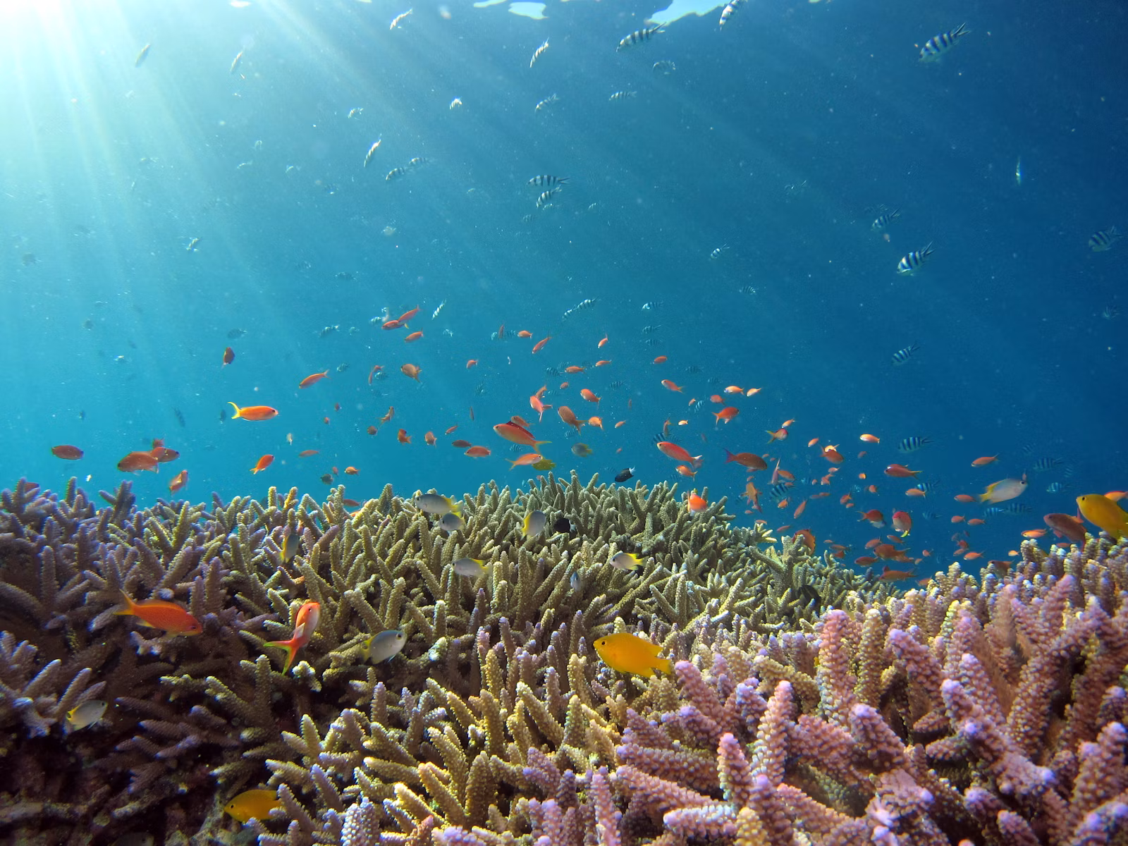Raja Ampat Plans a Manta Impact Bond to Finance Long-Term Marine Conservation
