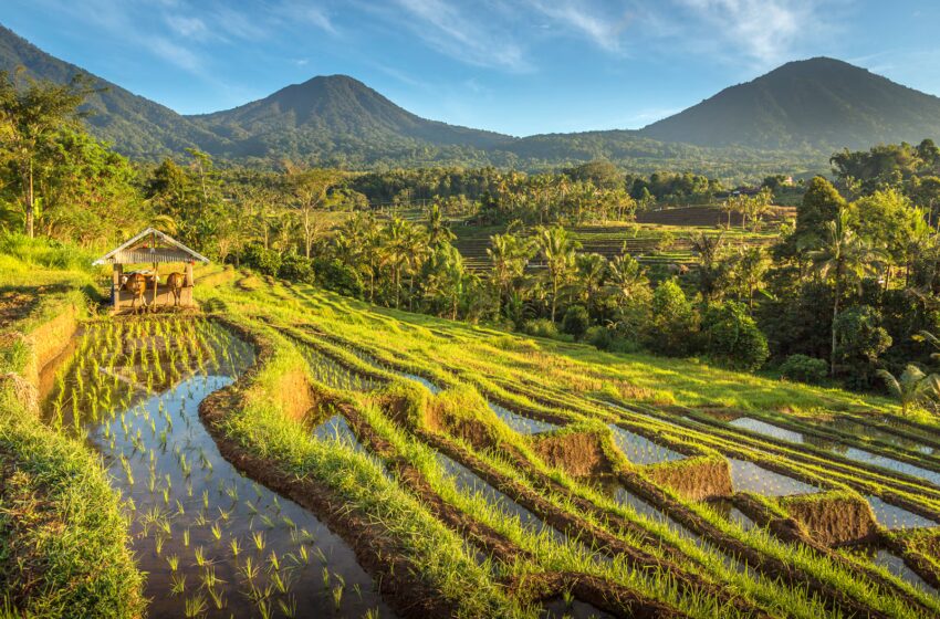  Understanding the Balinese Subak System: The Ancient Irrigation Network